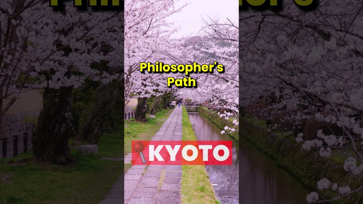 🌸BEST Place in Kyoto to See SAKURA! 🌸BEST Place in Kyoto to See SAKURA!