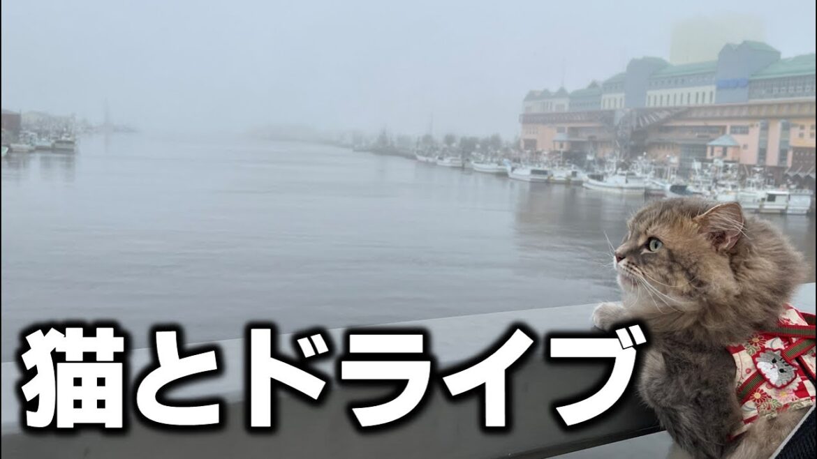 【道東ドライブ】釧路名物『勝手丼』食べて帰りに豪雨に見舞われるドライブ車中泊旅