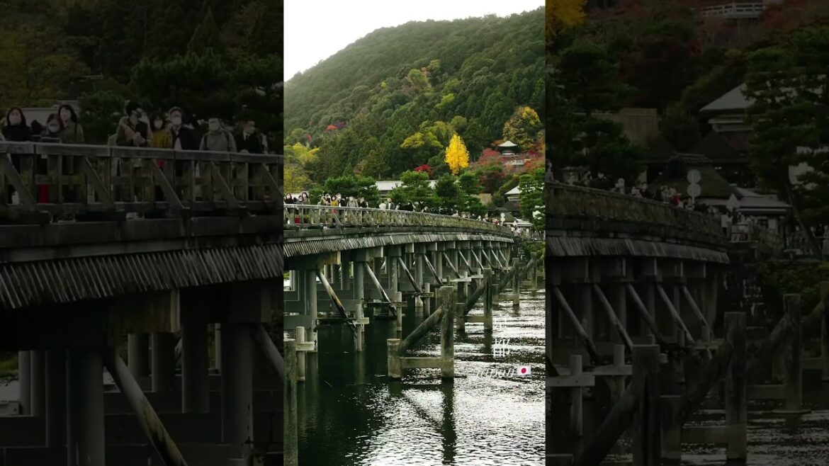 This in #japan : #autumn and #autumncolors in Arashiyama #kyoto