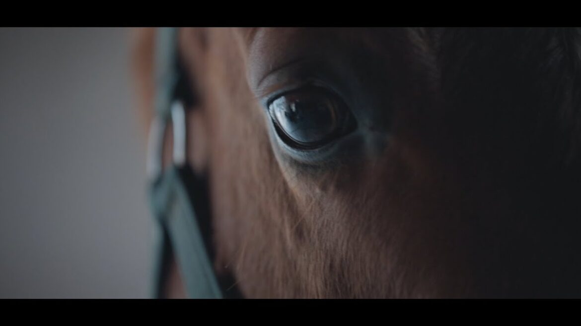 2023 Re-Wild Kagoshima, JAPAN | Highlight