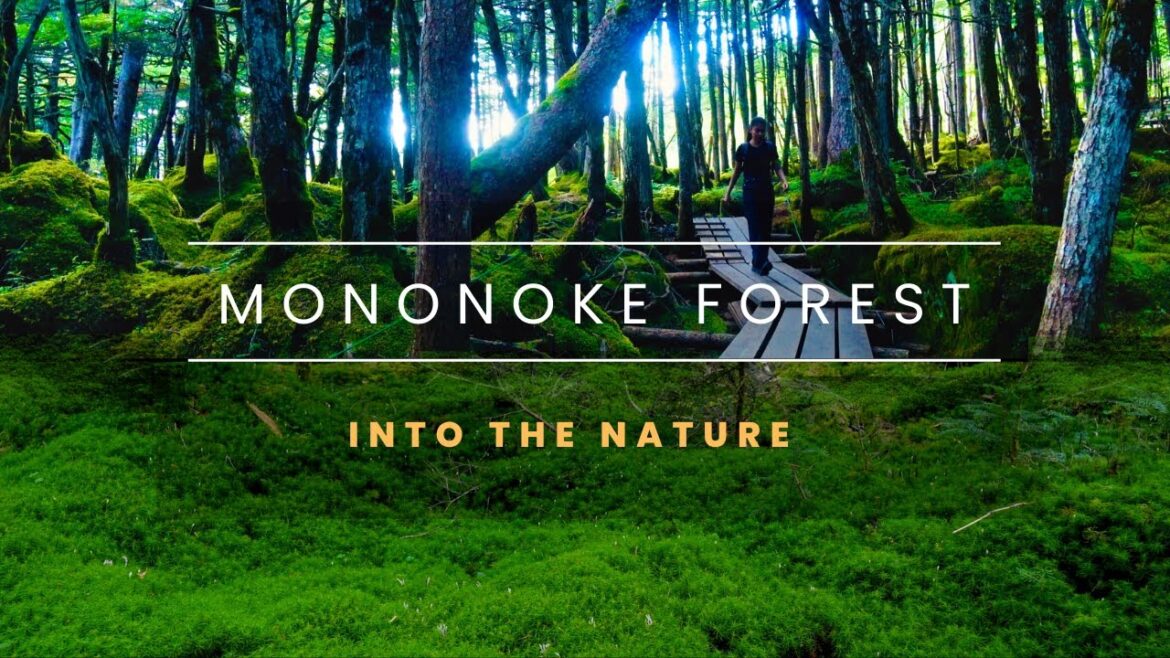 Solo Hike Through The Magical Moss and Mushroom Forest 🌿🍄 | Mononoke Forest in Nagano, Japan | 白駒の森