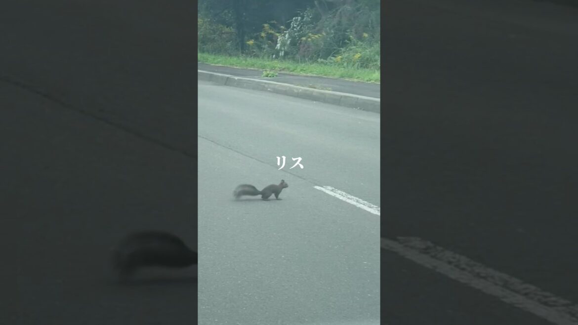 北海道で野生のリスに遭遇「森の中へ」道路を横断して行きました #shorts