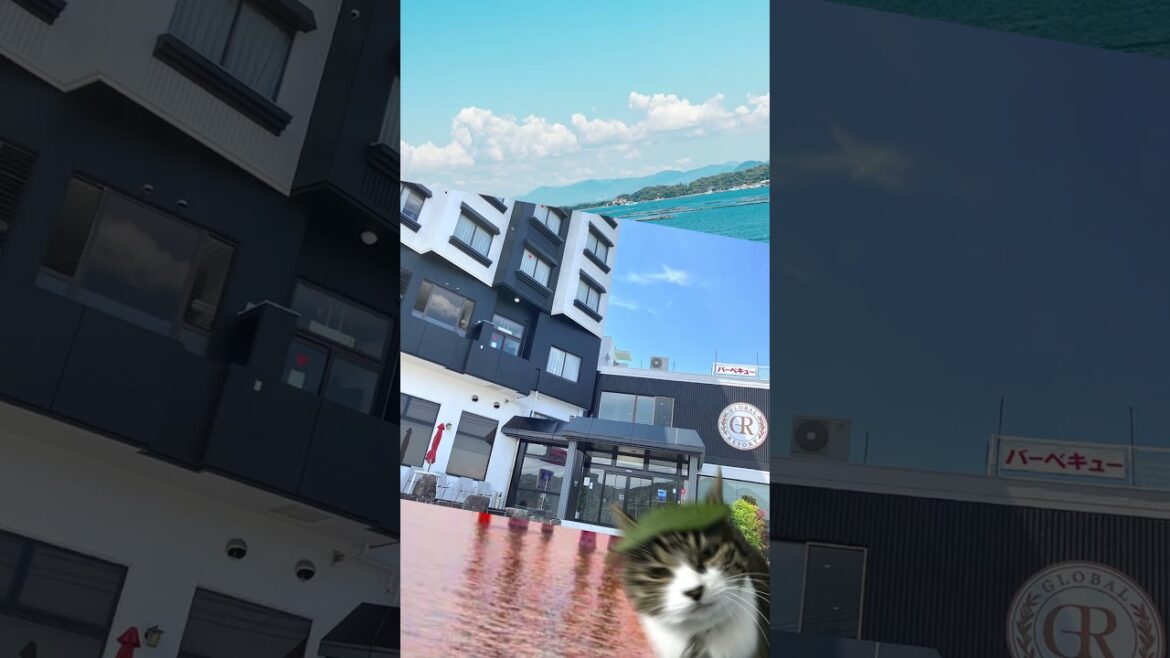 hiroshima and miyajima day trip / kintai bridge in iwakuni japan / global resort hotel #shorts