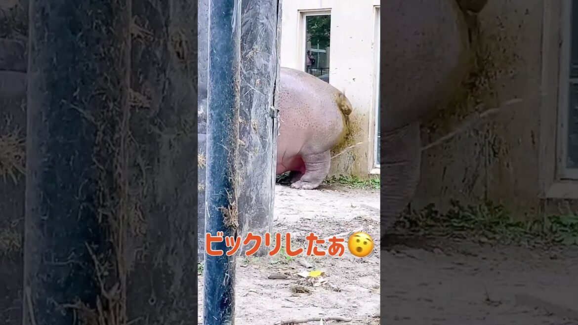 【旭山動物園】カバにドキドキが止まらない… #shorts #動物園 【旭山動物園】カバにドキドキが止まらない… #shorts #動物園