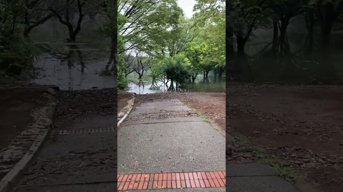636 The Flooded Park, Chiba