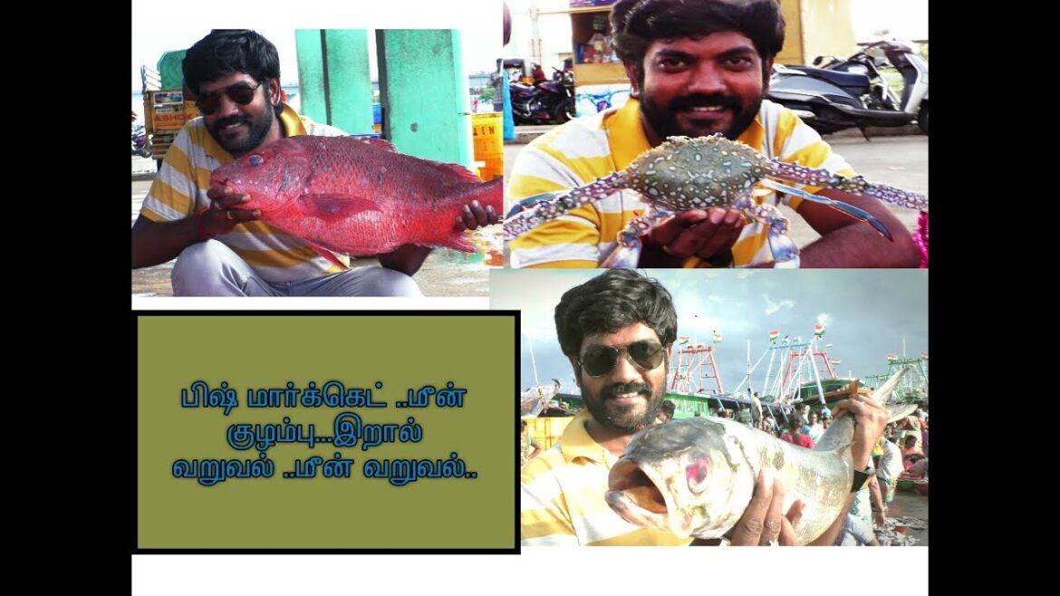 TRIP TO VELANKANNI / FISH MARKET / FISH CURRY RECIPE / FISH AND PRAWN FRY RECIPE TRIP TO VELANKANNI / FISH MARKET / FISH CURRY RECIPE / FISH AND PRAWN FRY RECIPE