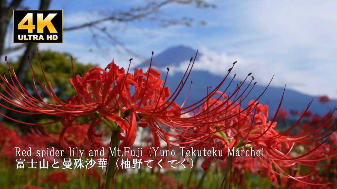 富士山と曼殊沙華(柚野てくてく、興徳寺) Mt.Fuji and red red spider lily (Yuno Tekukeku Festival at Kotoku-ji Temple) 富士山と曼殊沙華(柚野てくてく、興徳寺) Mt.Fuji and red red spider lily (Yuno Tekukeku Festival at Kotoku-ji Temple)