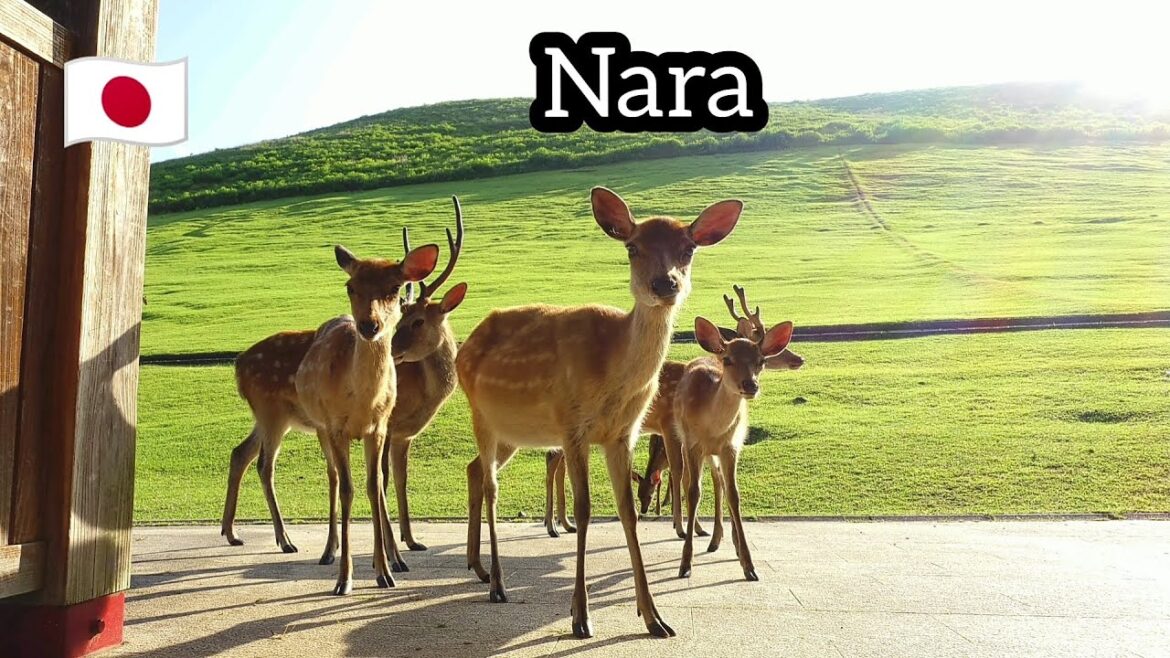 Nara i Hiroszima - widoki z Japonii