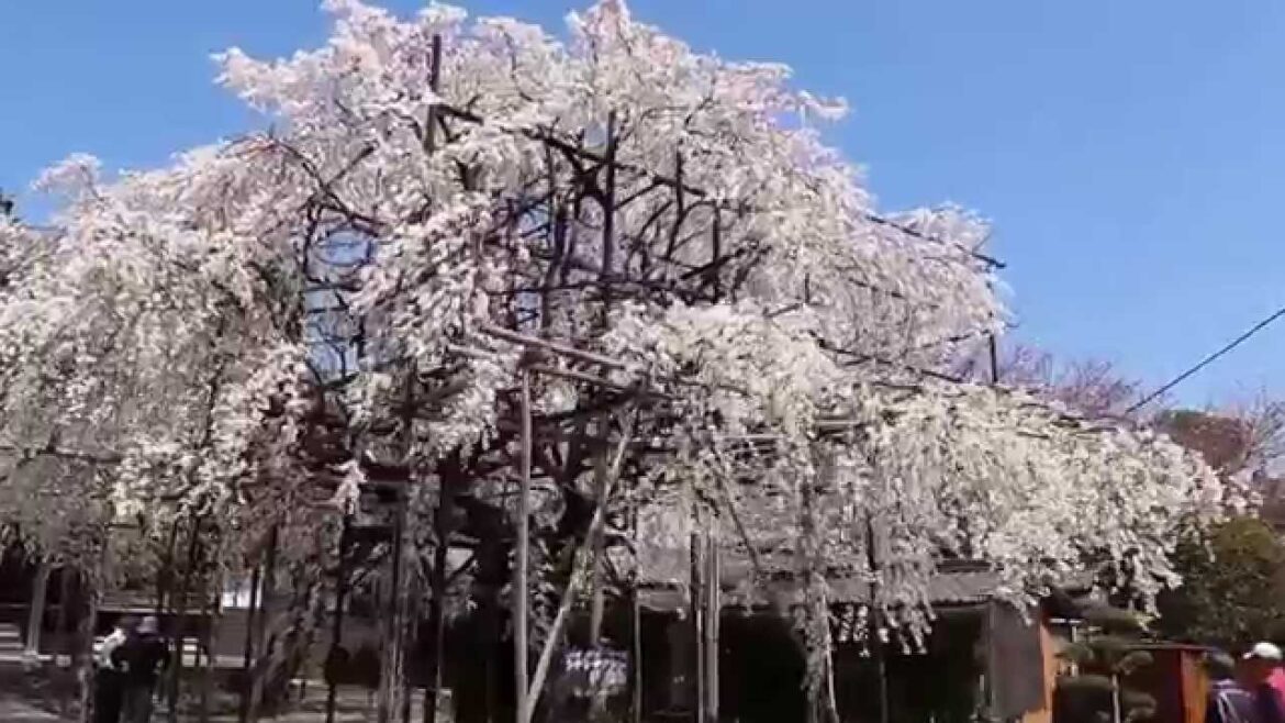2015年豊田市行福寺しだれ桜