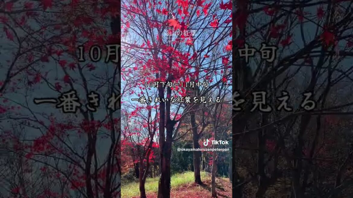 Okayama Prefecture Late October ~ Mid-November You can see the most beautiful autumn leaves #shorts