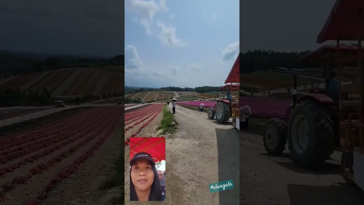 Panoramic flower gardens of Shikisai-no-oka #japan #hokkaido #sapporo #klooktravel  #solotravel