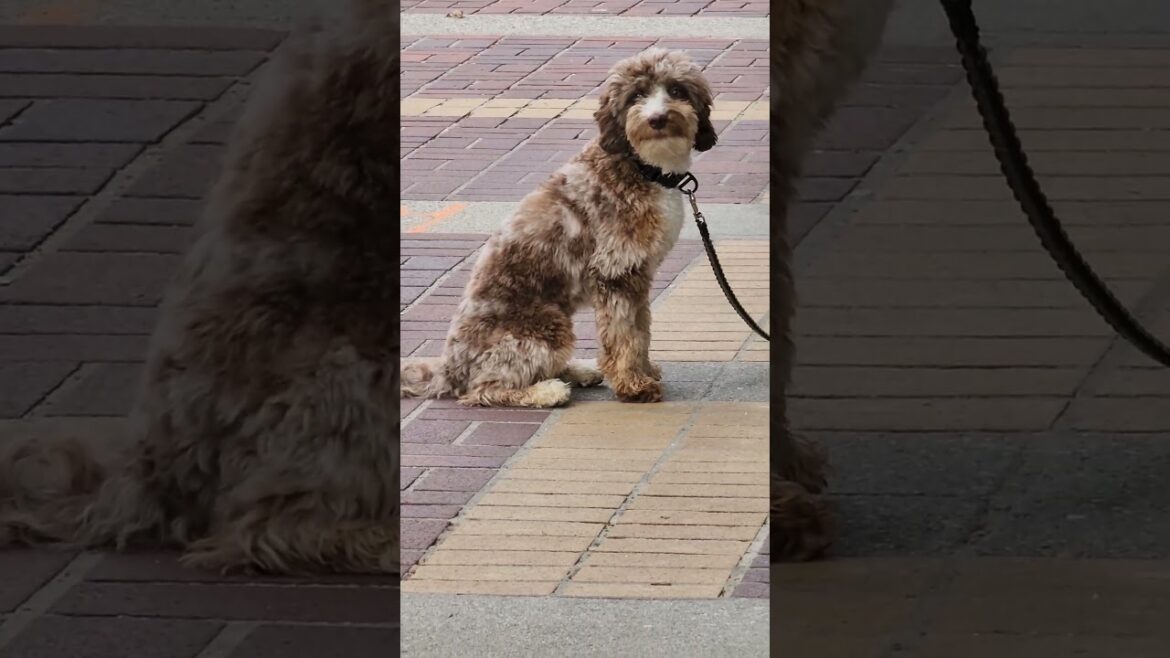Cute brown dog waiting for Akita