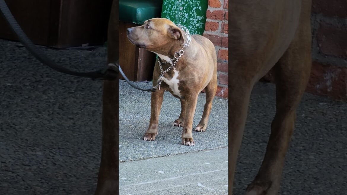 Terrier duo awaiting Akita and Husky