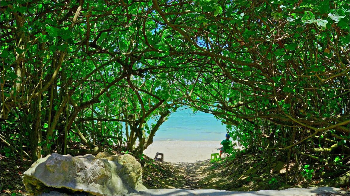 4K 8K Kitesurfing at Hyakuna Beach in Okinawa 2023 4K 8K Kitesurfing at Hyakuna Beach in Okinawa 2023