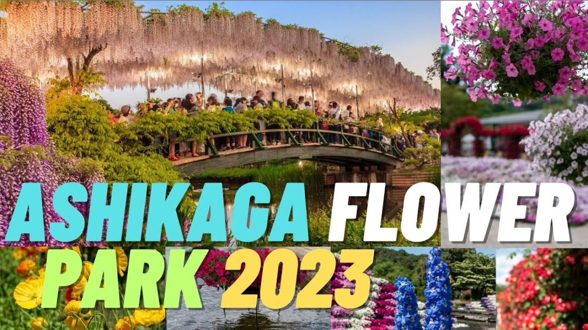 Ashikaga Flower Park Japan Tour 2023 Ashikaga Flower Park Japan Tour 2023