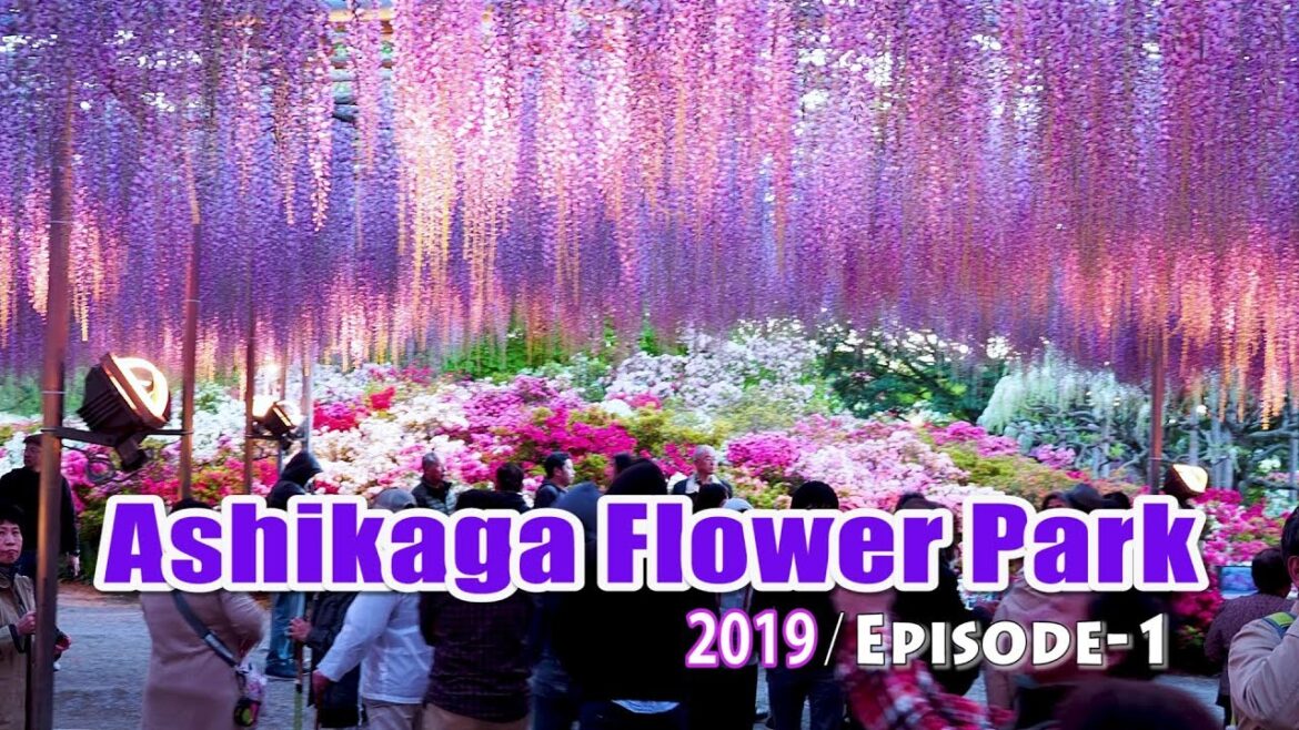 Ashikaga Flower Park at Night #あしかがフラワーパーク. Wisteria Festival 2019. Episode-1 #4K #大藤