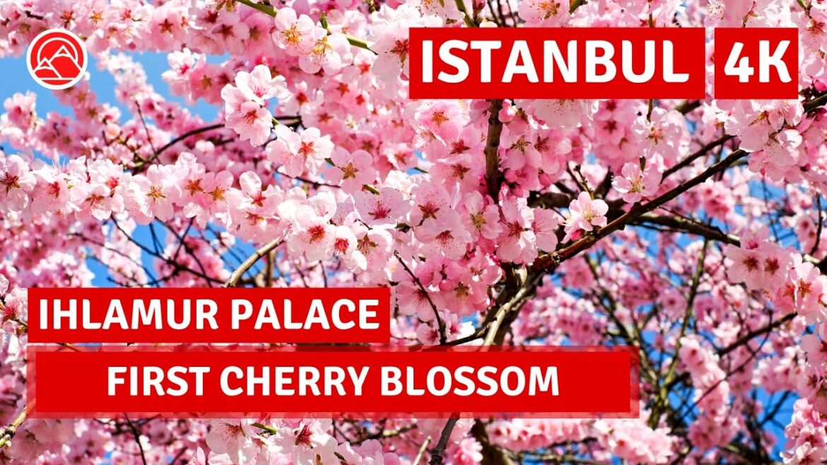 First Cherry Blossom-Sakura Istanbul 2023 Besiktas 14 March Walking Tour|4k UHD 60fps