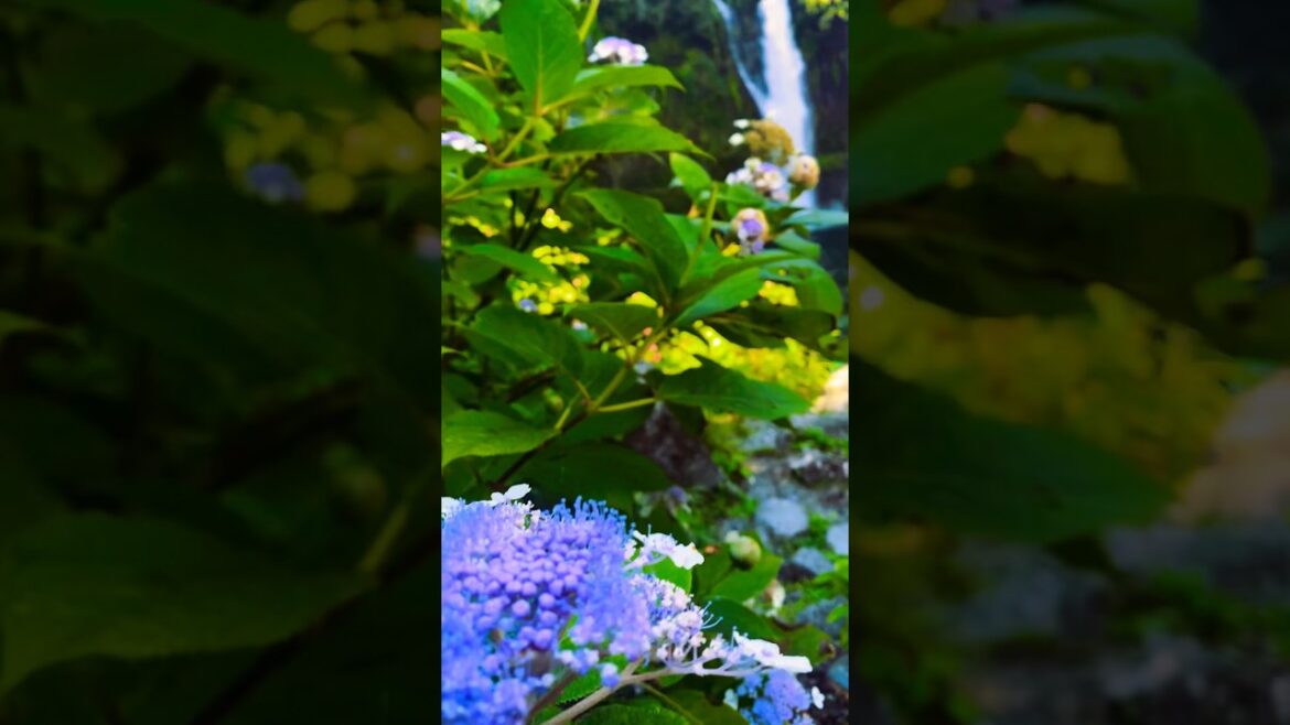 Shiraito Falls ( 白糸の滝  )🗻💦🇯🇵❤️shizuoka Japan #endless_journey #travel #falls