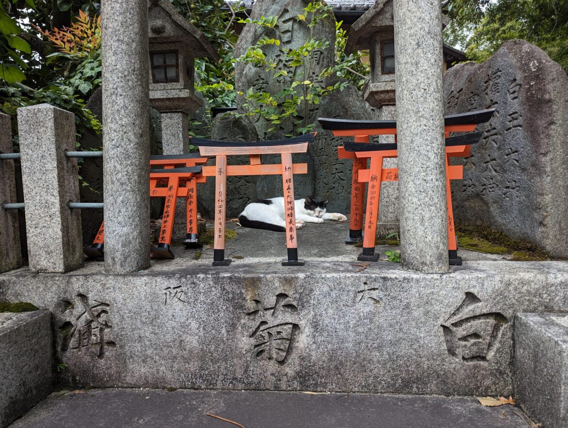 Sleepy cat in a shrine at fushimi inari