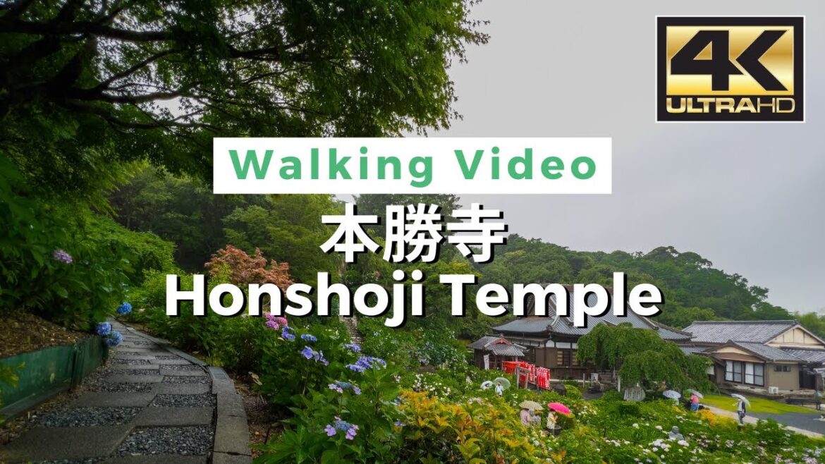 【4K】Honshoji Temple, hydrangea – 本勝寺のあじさい / Walking tour / Japan / DJI Pocket 2 【4K】Honshoji Temple, hydrangea - 本勝寺のあじさい / Walking tour / Japan / DJI Pocket 2
