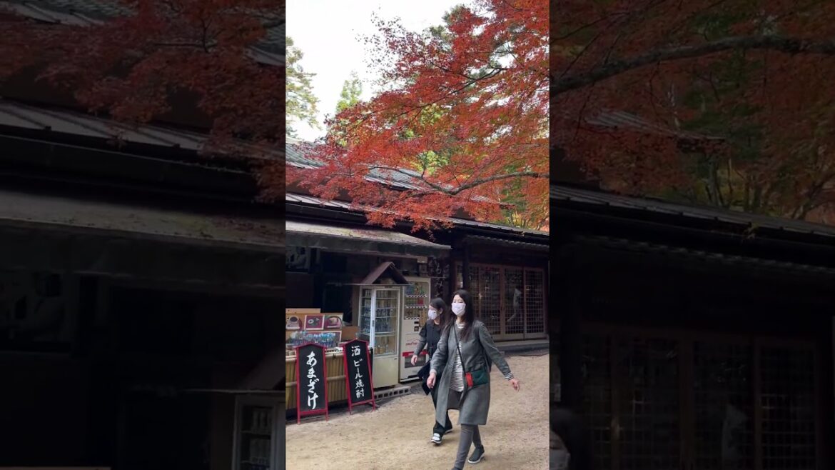 Autumn in Miyajima Island, Hiroshima🍁🍂 #autumn #hiroshima #japan