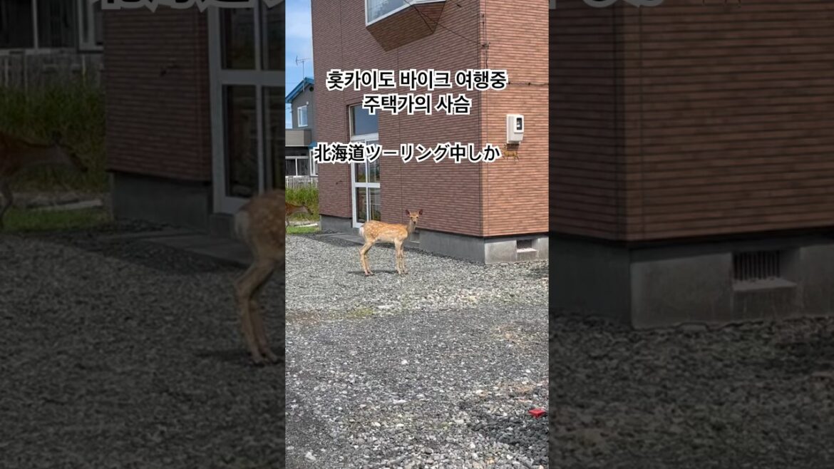 홋카이도 바이크 여행중 주택가의 사슴 첫번째 대면. 北海道ツーリング中、しか発見!! #北海道ツーリング #홋카이도바이크여행 #北海道ツーリング #CB400SB