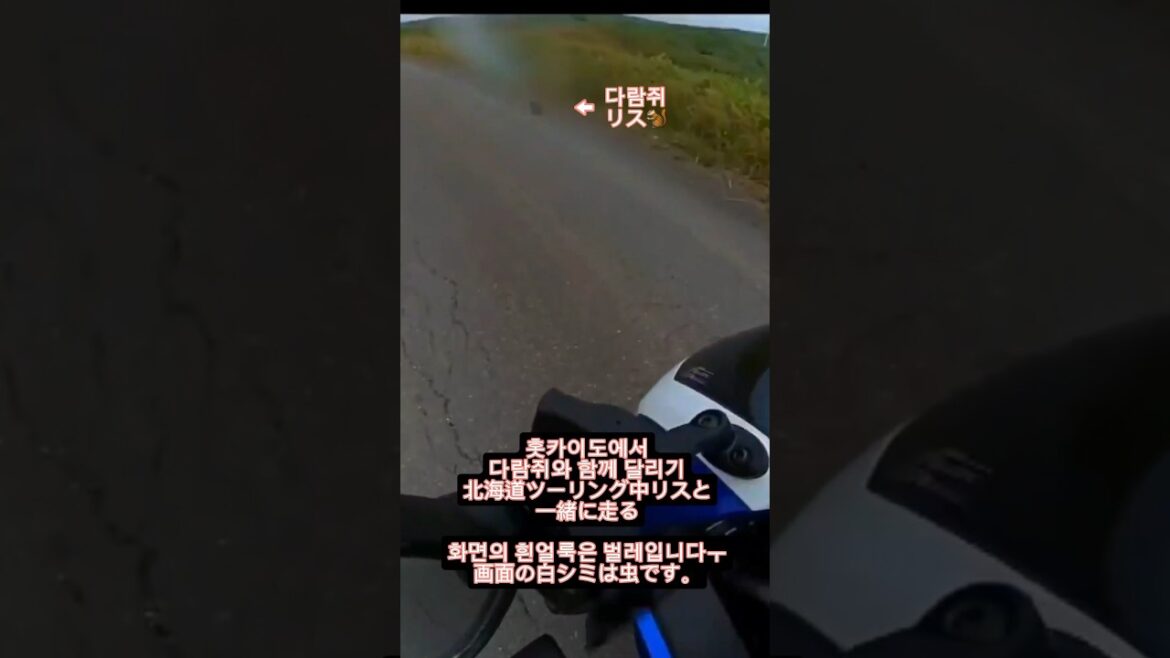 홋카이도 바이크 여행중 다람쥐와 함께 달리기. 北海道ツーリング中リスと走る🐿️  #홋카이도여행 #北海道ツーリング #CB400SB