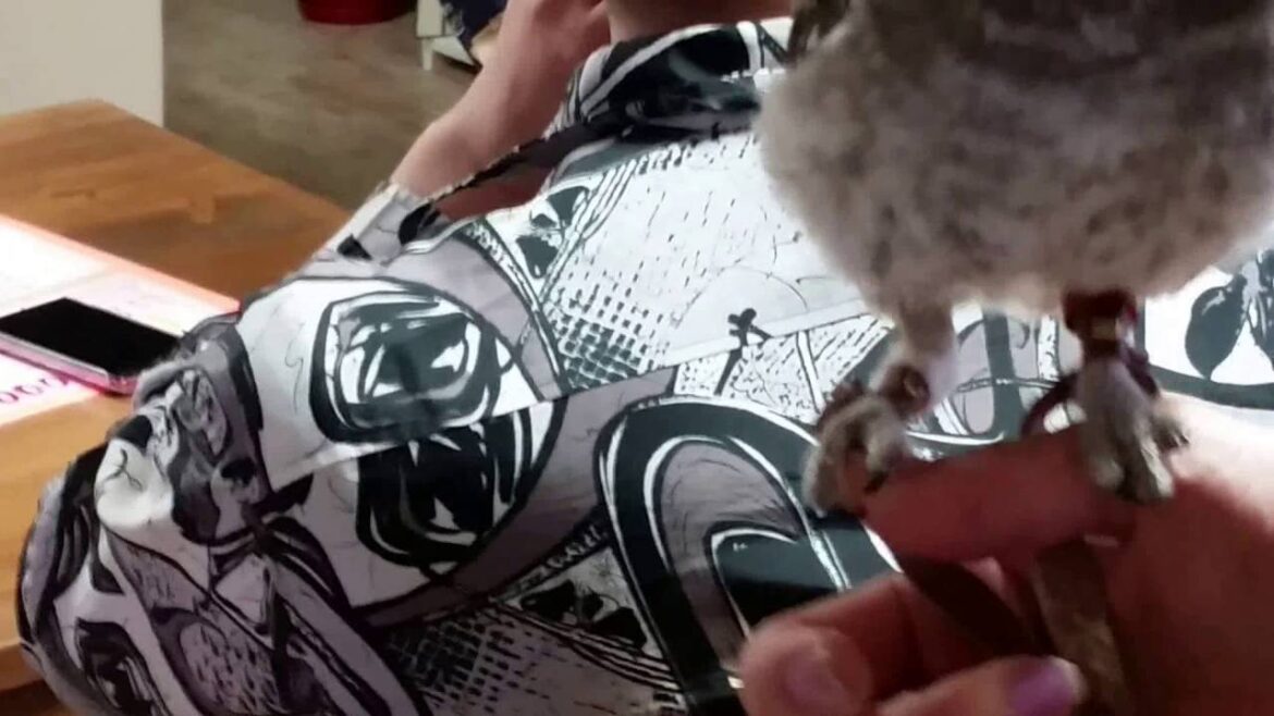 japan trip to owl cafe nakatugawa nagoya 2016 japan trip to owl cafe nakatugawa nagoya 2016