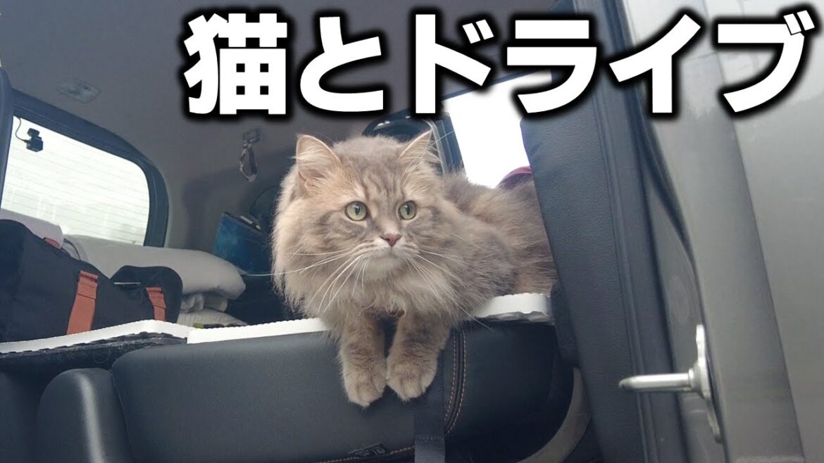 【北海道ドライブ】別海町にある「この世の果て」野付半島の絶景とご当地グルメを満喫するドライブ旅!|道東2泊3日車中泊 【北海道ドライブ】別海町にある「この世の果て」野付半島の絶景とご当地グルメを満喫するドライブ旅!|道東2泊3日車中泊