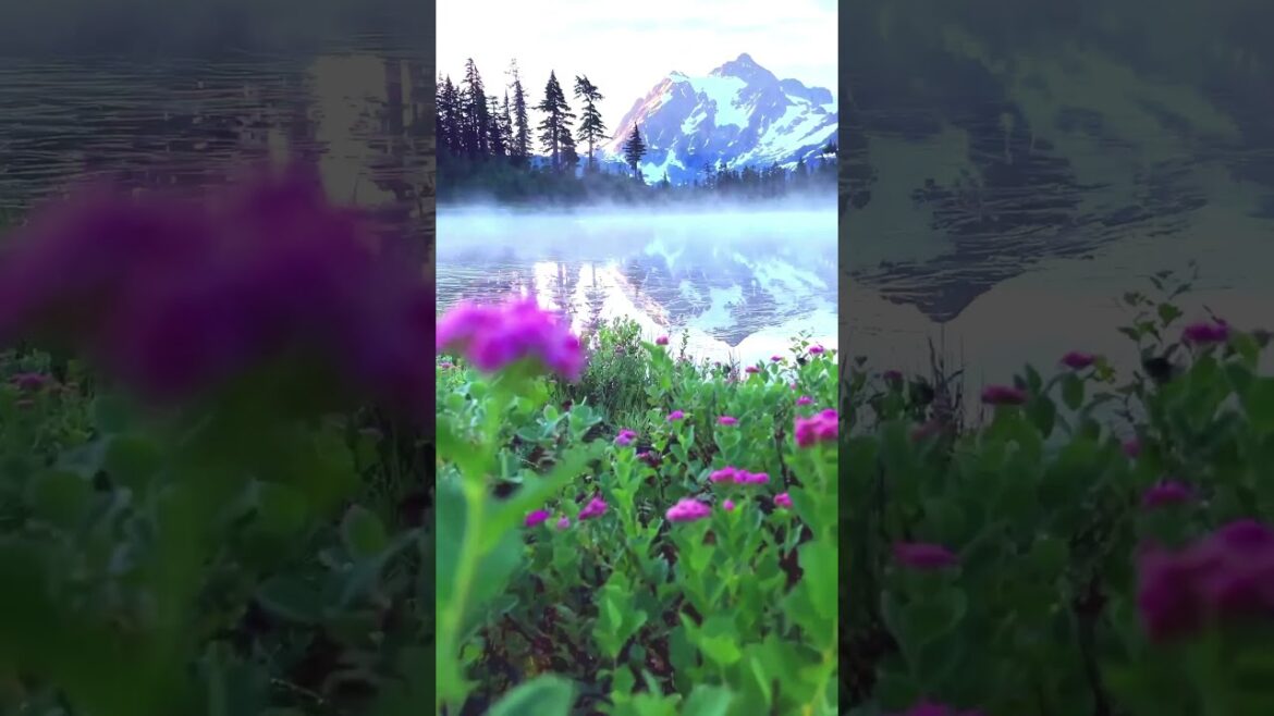 Japan is a Dream ✨ Japan is a Dream ✨