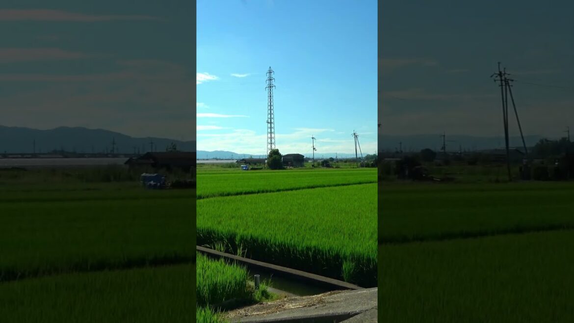 [shorts] Take a walk the rice fields - Kyoto - 2 #shorts #walking #japantravel