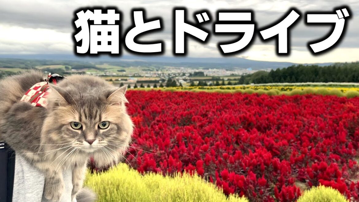 【北海道】秋の富良野で人気の観光地を巡るドライブ旅！【フリードプラス】