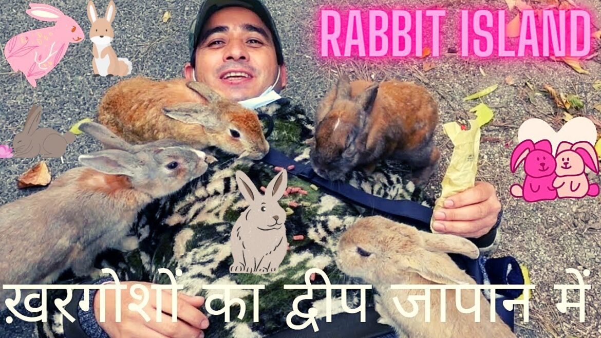 ख़रगोशों का एक द्वीप जापान में (Rabbit Island in Japan)okunoshima usagi island in japan ख़रगोशों का एक द्वीप जापान में (Rabbit Island in Japan)okunoshima usagi island in japan