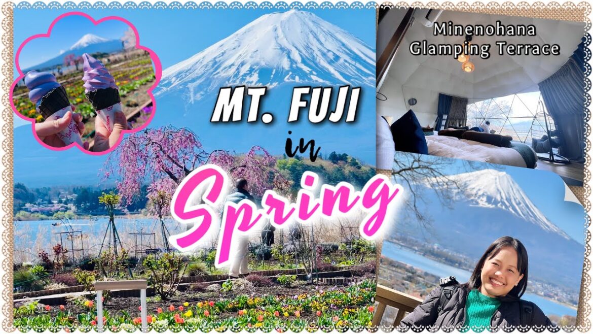 MT. FUJI in SPRING | Minenohana Glamping Terrace MT. FUJI in SPRING | Minenohana Glamping Terrace