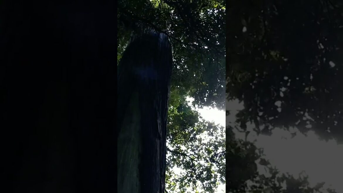 麻賀多神社奥津宮 龍神様歓迎 Welcome Dragon god appearance#shorts 麻賀多神社奥津宮 龍神様歓迎 Welcome Dragon god appearance#shorts