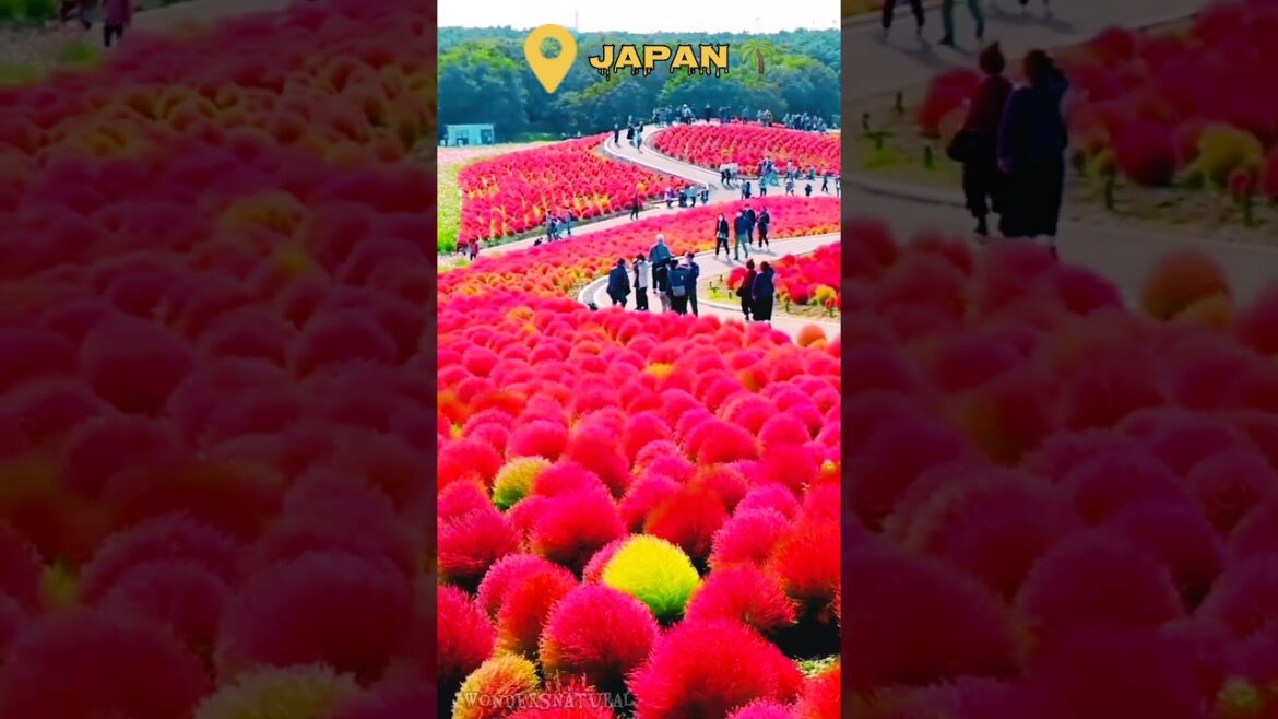Places On Earth That Don't feel Real 🌴🍄😨 / Japan 🌴 / #Shorts #travel #explore #destination