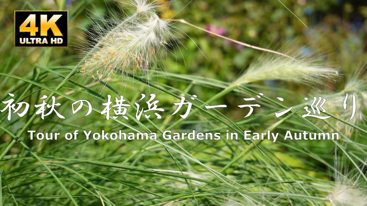 Tour of Yokohama Gardens in Early Autumn　初秋の横浜ガーデン巡り（港の見える丘公園・アメリカ山公園・山下公園）