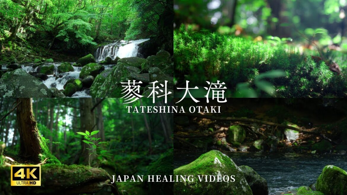 深緑の蓼科大滝と神秘の原生林｜リラックス音楽・BGM｜SONY ZV-E1 Cinematic Relax 4K Video