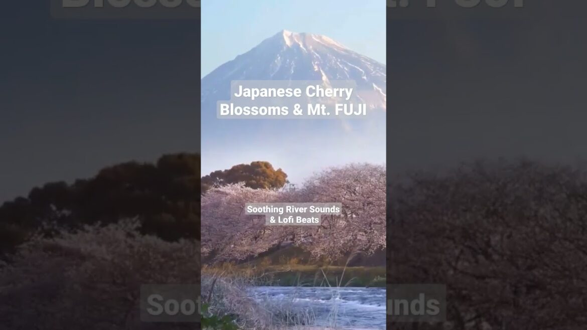 Cherry Blossoms & Mt. fuji – Soothing River Sound & Lofi Beats #japantravel #mountfuji #relaxing Cherry Blossoms & Mt. fuji - Soothing River Sound & Lofi Beats #japantravel #mountfuji #relaxing