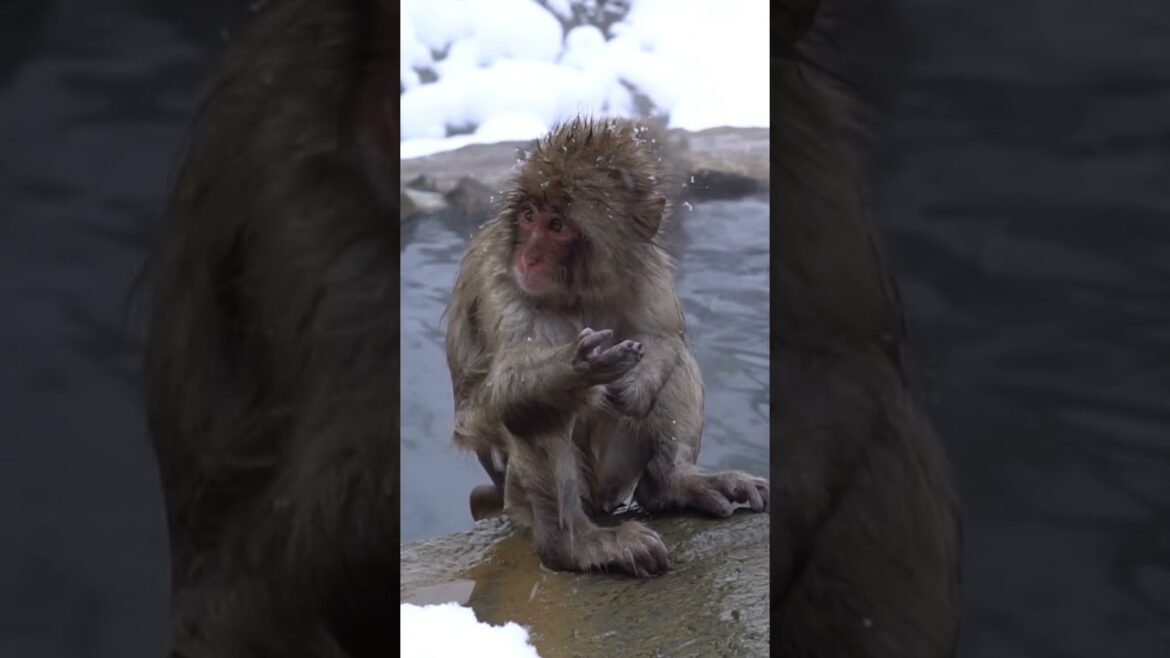 baby snow monkey 🥰🐒 #japan #snowmonkey #monkey