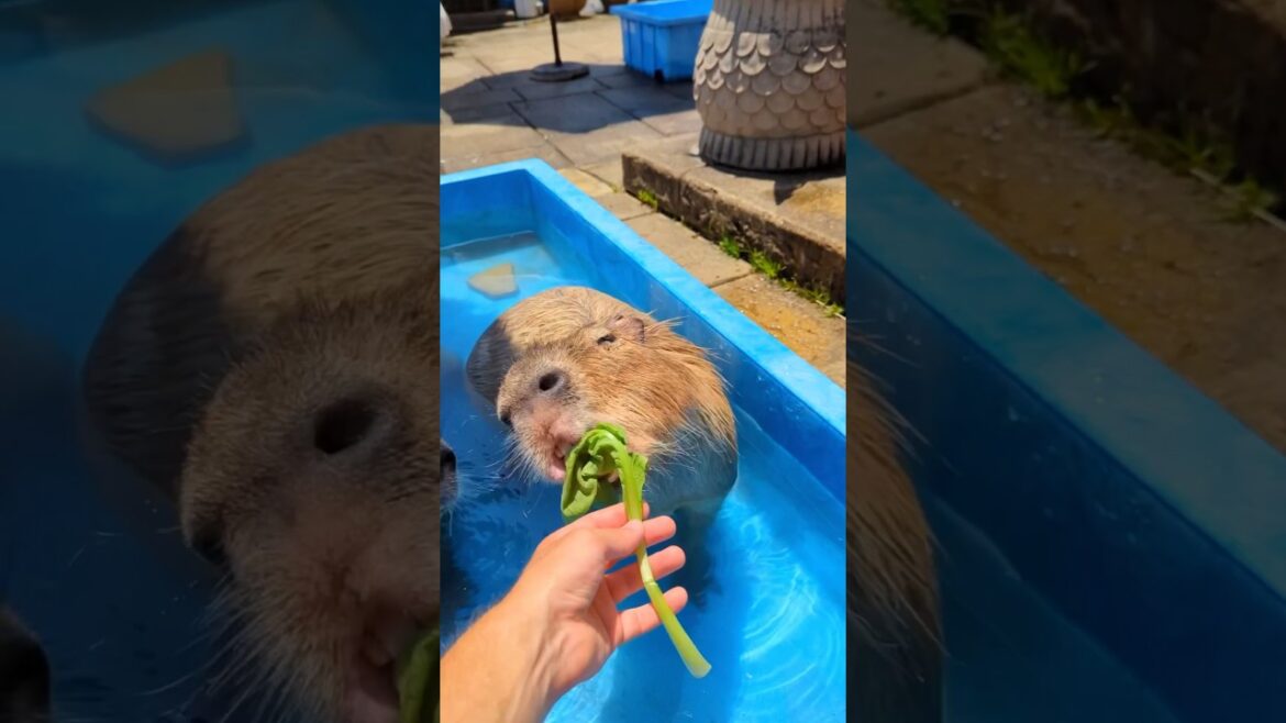🥹Feed Capybara in Japan! #japantravel #japanthings #capybara bara 🥹Feed Capybara in Japan! #japantravel #japanthings #capybara bara