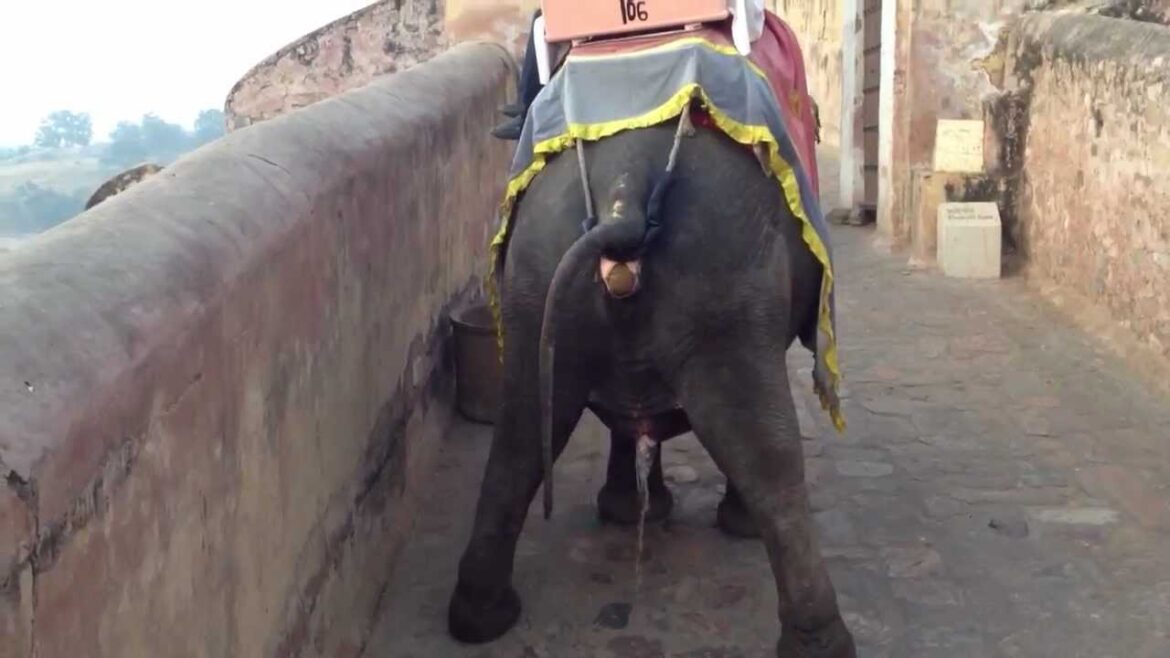 Pee Like a Race Elephant (Elephant Ride 2 of 3)
