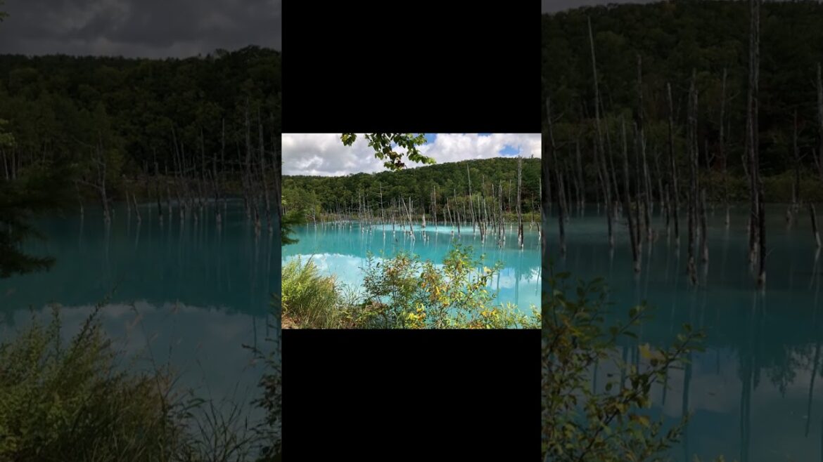 "Blue Pond"  Biei/Hokkaido/Japan Trip-Log #shorts