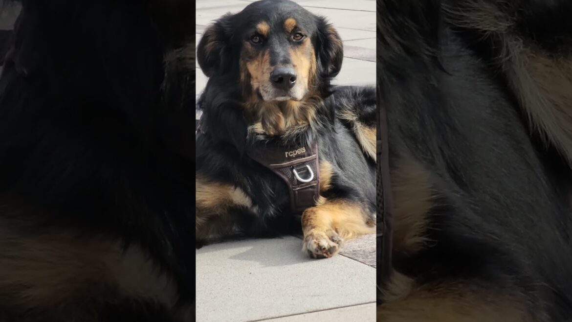 BERNESE MOUNTAIN DOG LOOKING AT HUSKY AND AKITA
