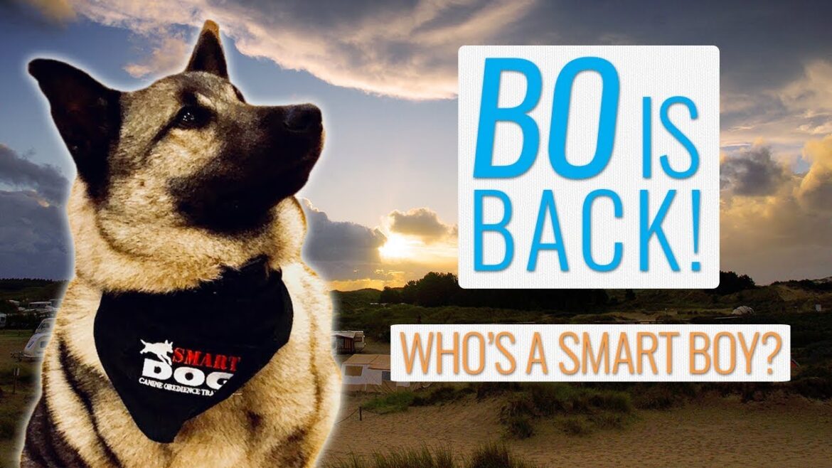 RV Travel Vlog: Our Dog Bo is BACK and He's Smarter Than Ever!