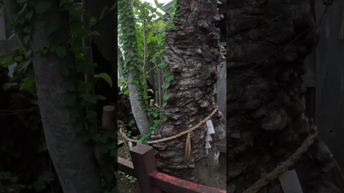 日本三奇の一つ 宮城 御釜神社|sendai miyagi  Japan okamajinja 日本三奇の一つ 宮城 御釜神社|sendai miyagi  Japan okamajinja