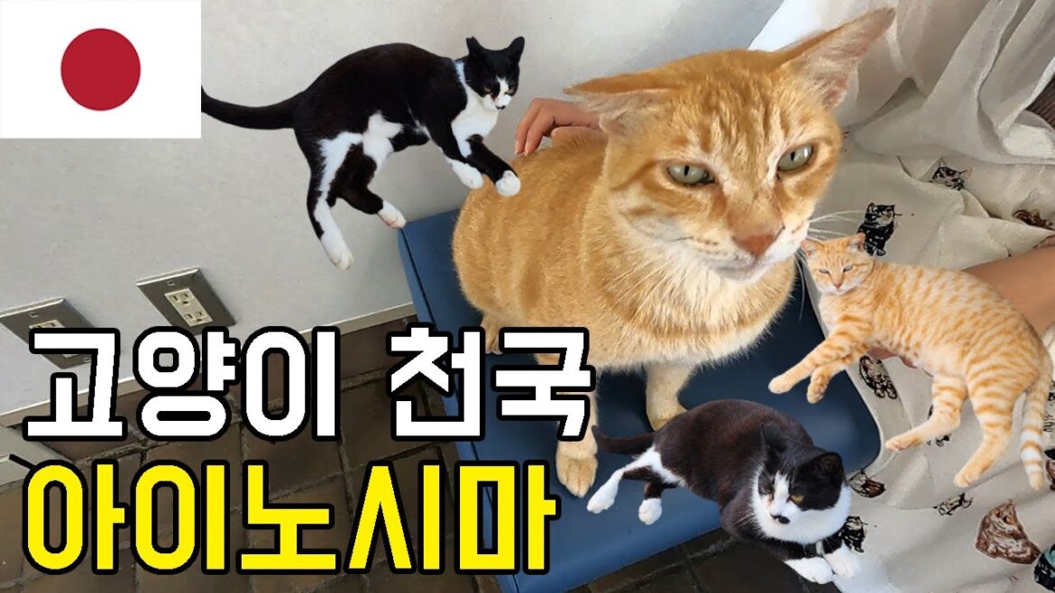 π―π΅ νμΏ μ€μΉ΄ νμ μ¬νμ½μ€ κ³ μμ΄λ€μ μ²κ΅ μμ΄λ
Έμλ§ μ¬μ λ€λ
μμ΅λλ€γ
£νμΉ΄ν μΊλμν°γ
£μΉ΄μΈ μ γ
£κ³ μμ΄ μ¬ κ°λ λ°©λ² – μΌλ³Έ(4) π―π΅ νμΏ μ€μΉ΄ νμ μ¬νμ½μ€ κ³ μμ΄λ€μ μ²κ΅ μμ΄λ
Έμλ§ μ¬μ λ€λ
μμ΅λλ€γ
£νμΉ΄ν μΊλμν°γ
£μΉ΄μΈ μ γ
£κ³ μμ΄ μ¬ κ°λ λ°©λ² - μΌλ³Έ(4)