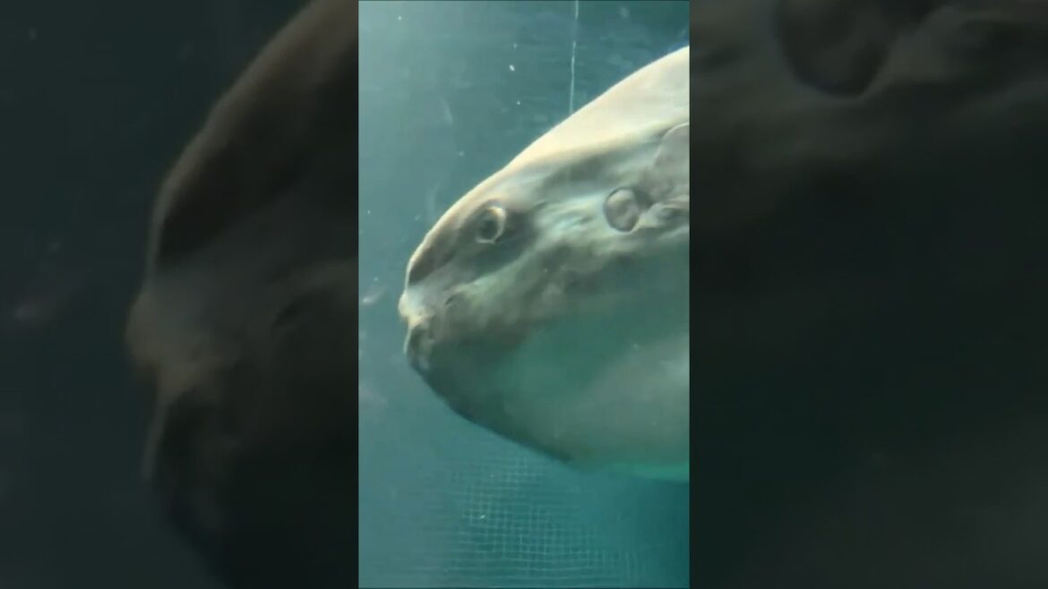 Kaiyukan Aquarium in Osaka, Japan 海遊館  （मत्स्यगृह 水族馆 수족관）