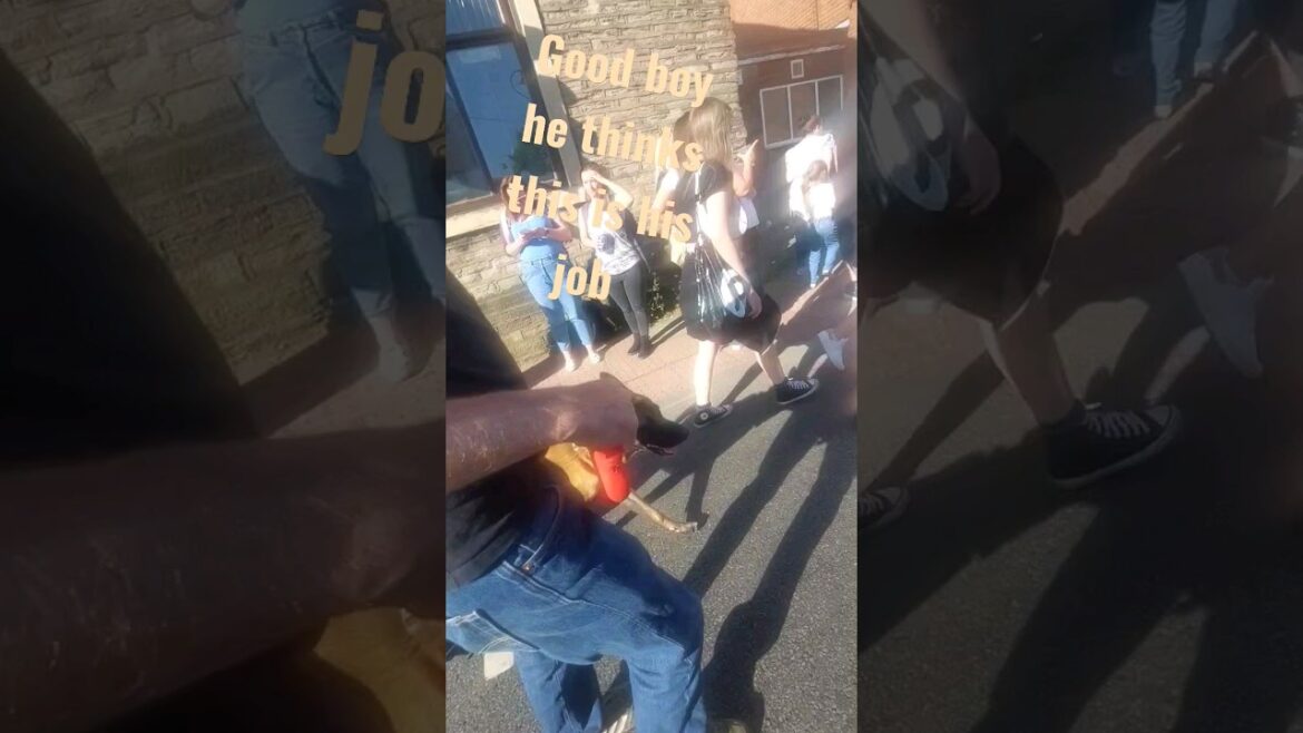 Whit Friday 2023 -This Belgian Akita thinks he's a real working Dog