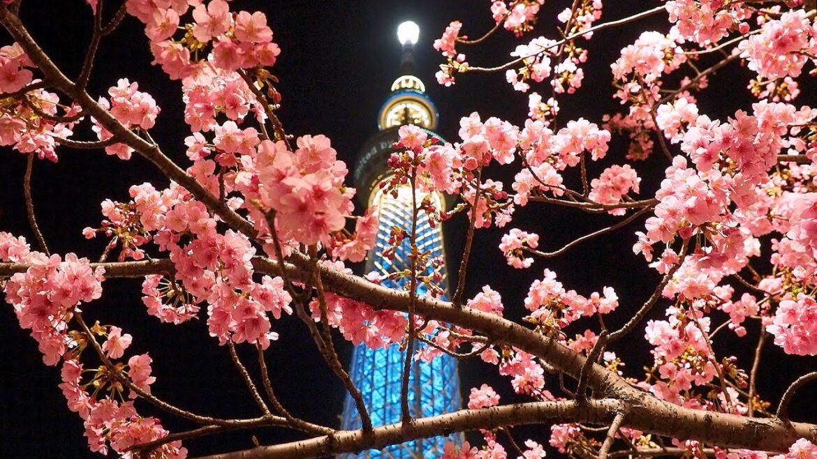 TOKYO【Cherry blossoms】Sightseeing spots of “Kawazu-zakura” in Tokyo. 桜神宮 #河津桜 #4K TOKYO【Cherry blossoms】Sightseeing spots of “Kawazu-zakura” in Tokyo. 桜神宮 #河津桜 #4K